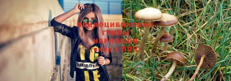 Галлюциногенные грибы Magic Shrooms  Беломорск 